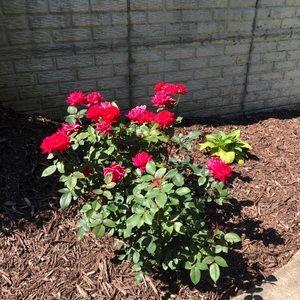 Meet your Posher, Tamara